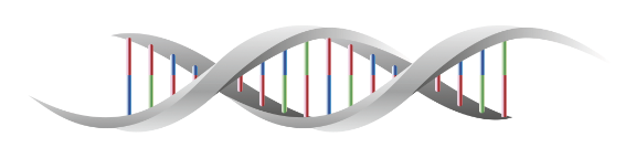 DNA strand